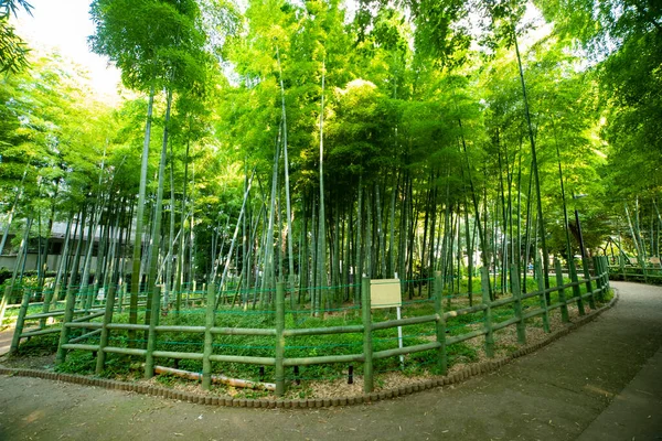 Hermoso bosque de bambú en el parque tradicional de tiro ancho diurno — Foto de Stock