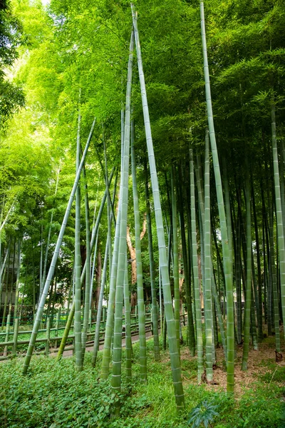 Beautiful bamboo forest at the traditional park daytime wide shot — 图库照片