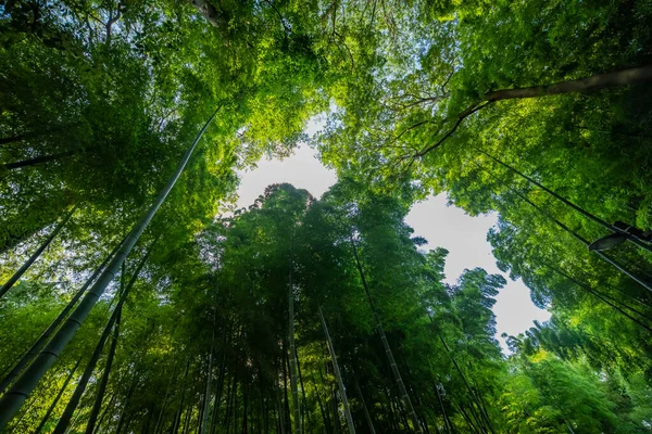 Piękny las bambusowy w tradycyjnym parku dzień szeroki strzał niski kąt — Zdjęcie stockowe