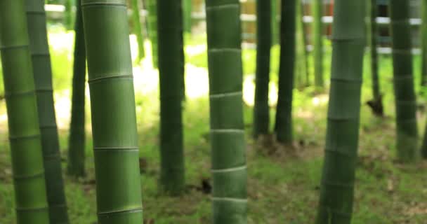 Bela floresta de bambu no tradicional parque diurno perto de rastreamento tiro — Vídeo de Stock