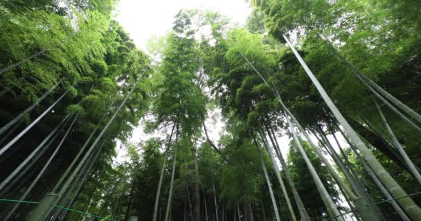 Hutan bambu yang indah di taman tradisional kemiringan tembakan lebar — Stok Video