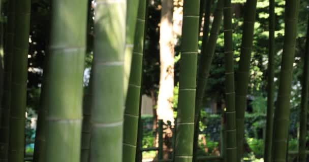 Belle forêt de bambous au parc traditionnel suivi de jour — Video