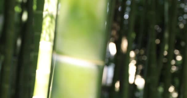 美丽的竹林在传统的公园白天近距离跟踪 — 图库视频影像