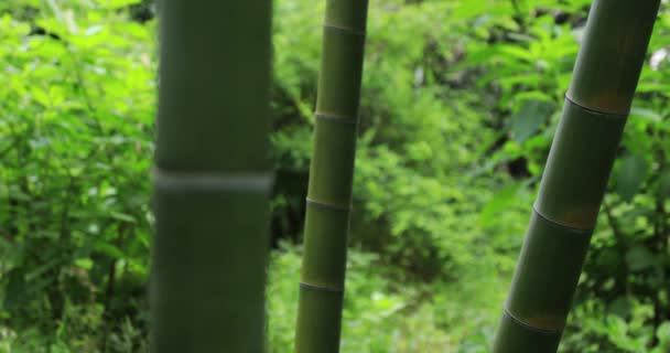 Hermoso bosque de bambú en el parque tradicional de seguimiento de tiro cercano durante el día — Vídeos de Stock