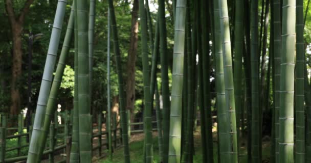 Hutan bambu yang indah di taman pelacakan tradisional siang hari — Stok Video