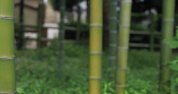 Beautiful bamboo forest at the traditional park daytime closeup tracking — Stock Video