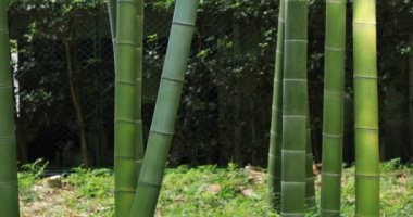 Güzel bambu ormanı geleneksel park gündüz izinde.