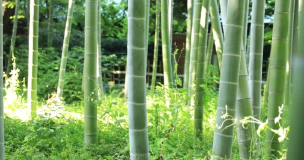 Bela floresta de bambu no tradicional parque de rastreamento diurno — Vídeo de Stock