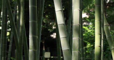 Geleneksel parktaki güzel bambu ormanı. Yakın çekim izleniyor.