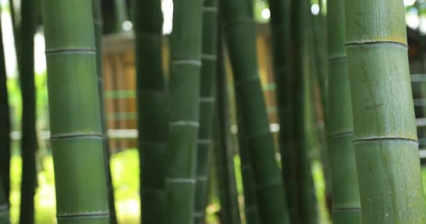 Beautiful bamboo forest at the traditional park daytime closeup tracking — Stock Video