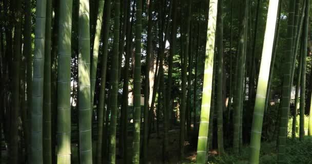 Лес в традиционном парке дневной съемки — стоковое видео