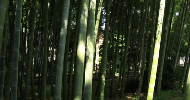 Beautiful bamboo forest at the traditional park daytime wide shot tracking — 图库视频影像