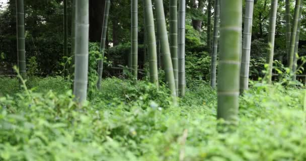 Bela floresta de bambu no parque tradicional durante o dia com foco — Vídeo de Stock