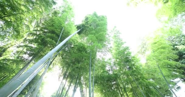 Krásný bambusový les v tradičním parku denní široký záběr náklon ruční — Stock video