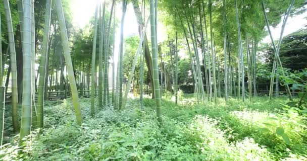 Gyönyörű bambusz erdő a hagyományos park nappali lövés dönthető kézi — Stock videók
