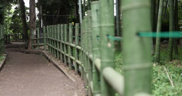 Beautiful bamboo forest at the traditional park daytime focusing — Stock Video