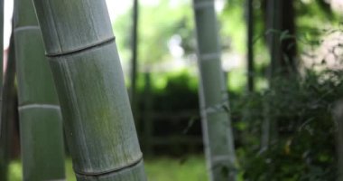 Geleneksel park gündüz odaklanan güzel bambu ormanları