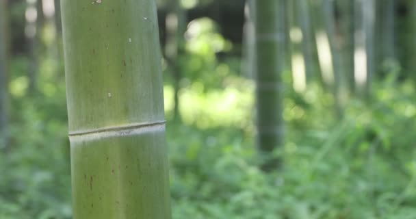 Beautiful bamboo forest at the traditional park daytime closeup handheld — 图库视频影像
