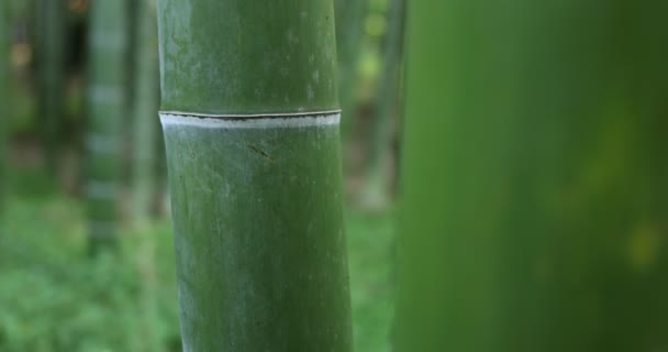 Prachtig bamboe bos in het traditionele park overdag close-up handheld — Stockvideo