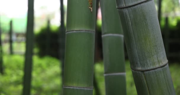 Hermoso bosque de bambú en el parque tradicional de enfoque diurno — Vídeos de Stock