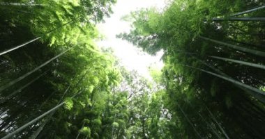 Geleneksel parktaki güzel bambu ormanı gün boyunca alçak açıyla çekilir.