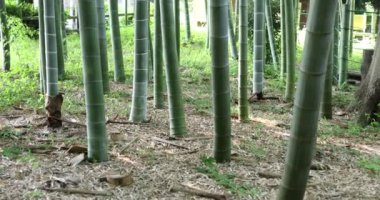 Geleneksel parkın el bilgisayarında güzel bambu ormanları