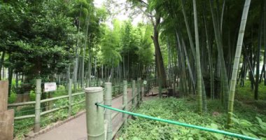 Geleneksel parktaki güzel bambu ormanı gündüz vakti geniş açı eğiliminde.