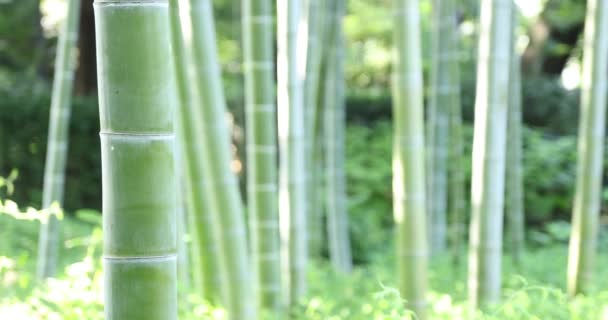Hermoso bosque de bambú en el parque tradicional de mano de primer plano diurno — Vídeo de stock