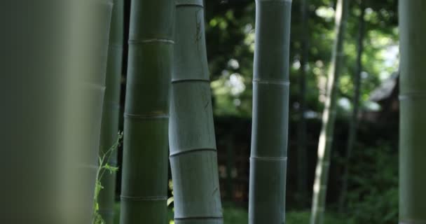 Hermoso bosque de bambú en el parque tradicional de mano de primer plano diurno — Vídeos de Stock