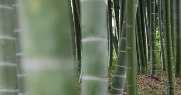 Bella foresta di bambù al tradizionale parco di giorno concentrandosi — Video Stock