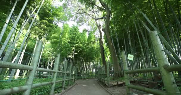 伝統的な公園で美しい竹の森昼間ワイドショットハンドヘルド — ストック動画