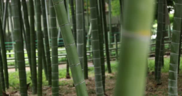 Bela floresta de bambu no parque tradicional durante o dia com foco — Vídeo de Stock