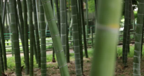 Bella foresta di bambù al tradizionale parco di giorno concentrandosi — Video Stock