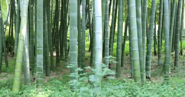 Beautiful bamboo forest at the traditional park daytime handheld — Stock Video