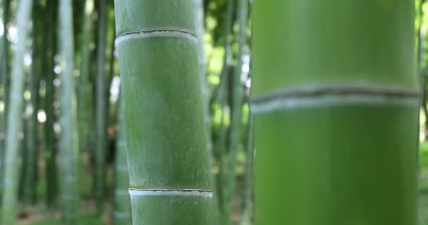 Hermoso bosque de bambú en el parque tradicional de mano de primer plano diurno — Vídeos de Stock