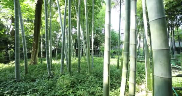 伝統的な公園で美しい竹の森昼間ワイドショットハンドヘルド — ストック動画