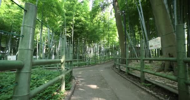 Schöner Bambuswald im traditionellen Park tagsüber Weitschuss-Handheld — Stockvideo
