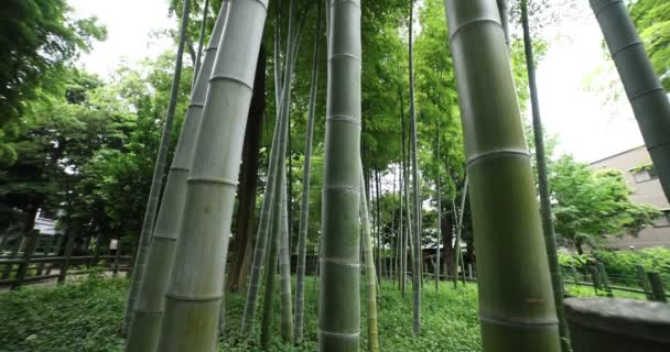 Beautiful bamboo forest at the traditional park daytime wide shot tilt — Stockvideo