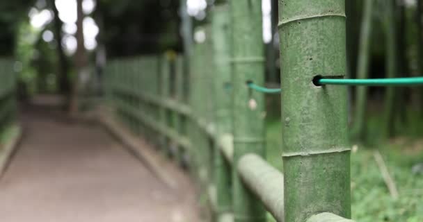 Kaunis bambumetsä perinteisessä puistossa päiväsaikaan lähikuva — kuvapankkivideo
