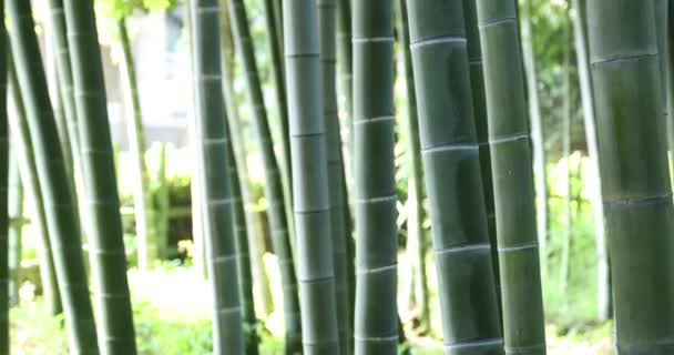 Prachtig bamboe bos in het traditionele park overdag handheld — Stockvideo