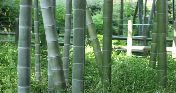 Prachtig bamboe bos in het traditionele park overdag handheld — Stockvideo