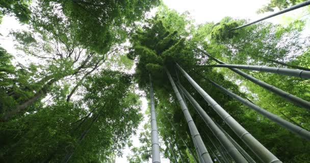 Gyönyörű bambusz erdő a hagyományos park nappali alacsony szög panning — Stock videók