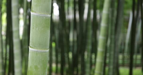 Beautiful bamboo forest at the traditional park daytime closeup — Stockvideo