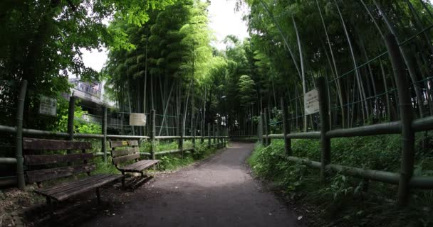 Bela floresta de bambu no parque tradicional diurno peixe olho tiro inclinação — Vídeo de Stock