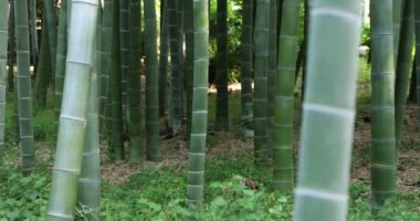 Geleneksel parkın el bilgisayarında güzel bambu ormanları