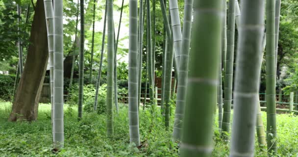 Hermoso bosque de bambú en el parque tradicional durante el día — Vídeos de Stock