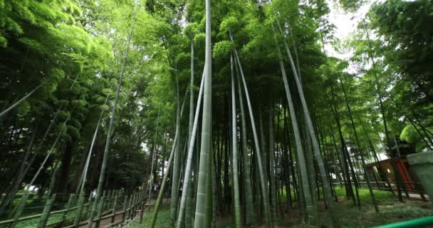 Hermoso bosque de bambú en el parque tradicional de tiro ancho diurno — Vídeo de stock