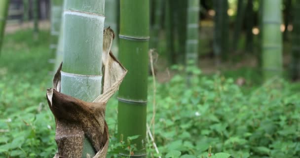 Gyönyörű bambusz erdő a hagyományos park nappali közelkép kézi — Stock videók