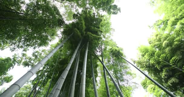 Hermoso bosque de bambú en el parque tradicional de tiro ancho diurno ángulo bajo — Vídeo de stock