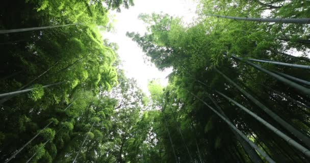 Vacker bambuskog i den traditionella parken dagtid låg vinkel panorering — Stockvideo